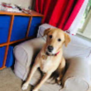 Meet your Posher, Piper